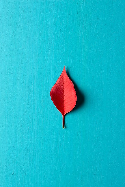 https://www.peperodriguez.com/files/gimgs/th-8_Hojas-Poinsettia0032.jpg